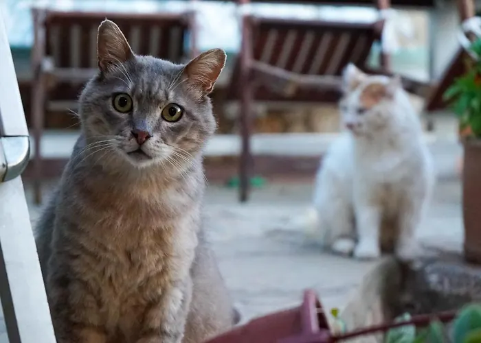 Hotel Sato Triopia Butik Datca